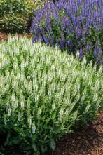 Salvia nemorosa 'Schneehügel', Tuin en Terras, Planten | Tuinplanten, Ophalen, Vaste plant