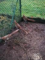 Lady Amherst  pullen, Dieren en Toebehoren, Vrouwelijk, Overige soorten