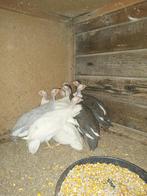 parelhoenders, Dieren en Toebehoren, Pluimvee