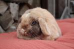 Minilop voedster, Dieren en Toebehoren, Konijnen, Vrouwelijk, Dwerg, Hangoor, 0 tot 2 jaar