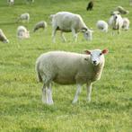 Gratis schapen en kippen. Bel 0493 30 90 06, Dieren en Toebehoren, Schapen, Geiten en Varkens, Schaap, Meerdere dieren