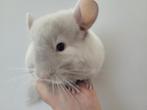 duo bébé chinchilla chocolat homozygote rare, Animaux & Accessoires, Rongeurs, Mâle, Chinchilla, Domestique
