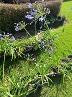 agapanthus, Tuin en Terras, Planten | Tuinplanten, Volle zon, Vaste plant, Zomer, Ophalen