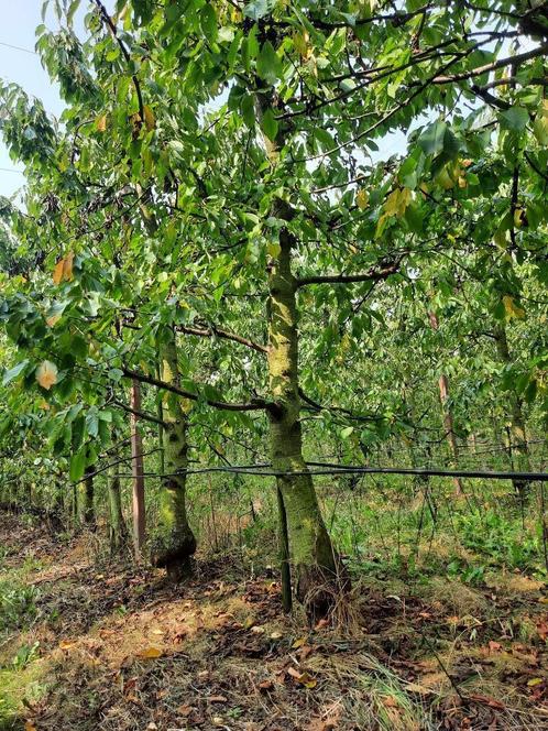 Kersenbomen | 12-jarig | Actie Stichting Corazon, Jardin & Terrasse, Plantes | Arbres fruitiers, Cerisier, 250 à 400 cm, Enlèvement ou Envoi