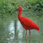 Rode ibissen, Dieren en Toebehoren, Vogels | Overige Vogels, Mannelijk, Geringd