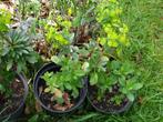 vaste planten ( tuin ) winterhard, Tuin en Terras, Planten | Tuinplanten, Ophalen