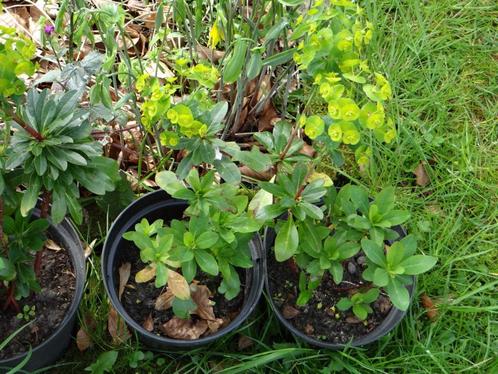 vaste planten ( tuin ) winterhard, Tuin en Terras, Planten | Tuinplanten, Ophalen