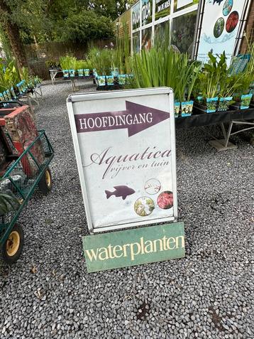 Vijverplanten specialist! Nederland beschikbaar voor biedingen