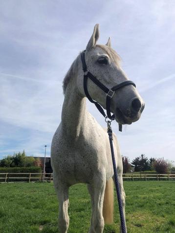lieve witte merrie 15j Sabrina fijn wandel gezelschap beschikbaar voor biedingen