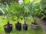 Trachycarpus Fortunei palmboom spotprijsje, Ophalen of Verzenden, Palmboom