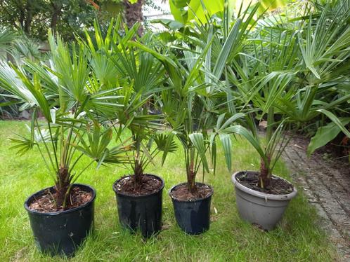 Trachycarpus Fortunei palmboom spotprijsje, Tuin en Terras, Planten | Bomen, Palmboom, Ophalen of Verzenden