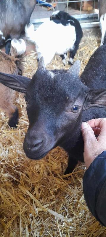 "Uitzonderlijk lief lammetje"