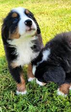 Berner sennen pupjes groeien op in huiselijke sfeer., CDV (hondenziekte), Meerdere, 8 tot 15 weken, Sennenhond