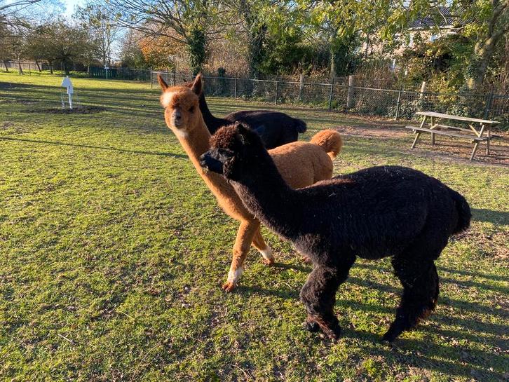 Prachtige zwarte Alpaca hengst, Dieren en Toebehoren, Overige Dieren, Mannelijk, Augustus