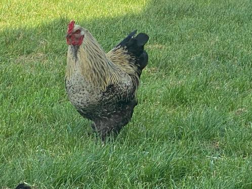 BRAHMA HAAN GRATIS, Dieren en Toebehoren, Pluimvee, Kip, Mannelijk