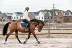 Recreatie, koetspaard, Dieren en Toebehoren, Paarden, Gechipt, Ruin, 160 tot 165 cm, 11 jaar of ouder