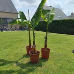 TE KOOP MUSA BASJOO BANANENPLANT, Tuin en Terras, Volle zon, Vaste plant, Zomer, Ophalen