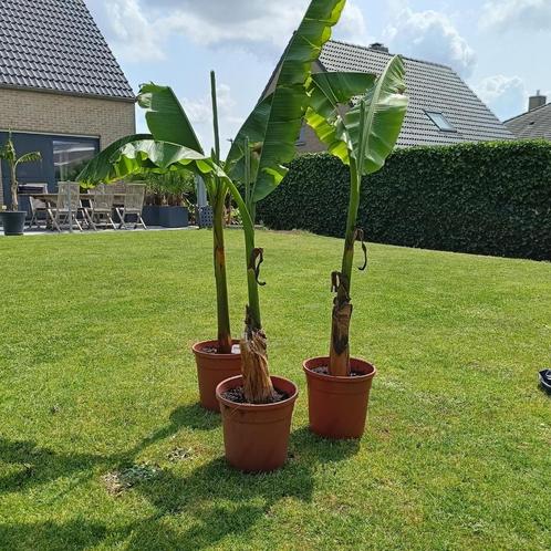 TE KOOP MUSA BASJOO BANANENPLANT, Tuin en Terras, Planten | Tuinplanten, Vaste plant, Overige soorten, Volle zon, Zomer, Ophalen