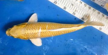 prachtige tosai 46cm yamabuki beschikbaar voor biedingen