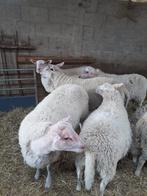 rammen, Dieren en Toebehoren, Schapen, Geiten en Varkens, Mannelijk, Schaap, 0 tot 2 jaar