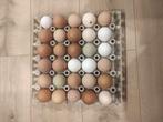 Oeufs frais bio près à éclore, Dieren en Toebehoren, Pluimvee