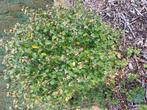 3 grote hibiscus planten, Tuin en Terras, Ophalen