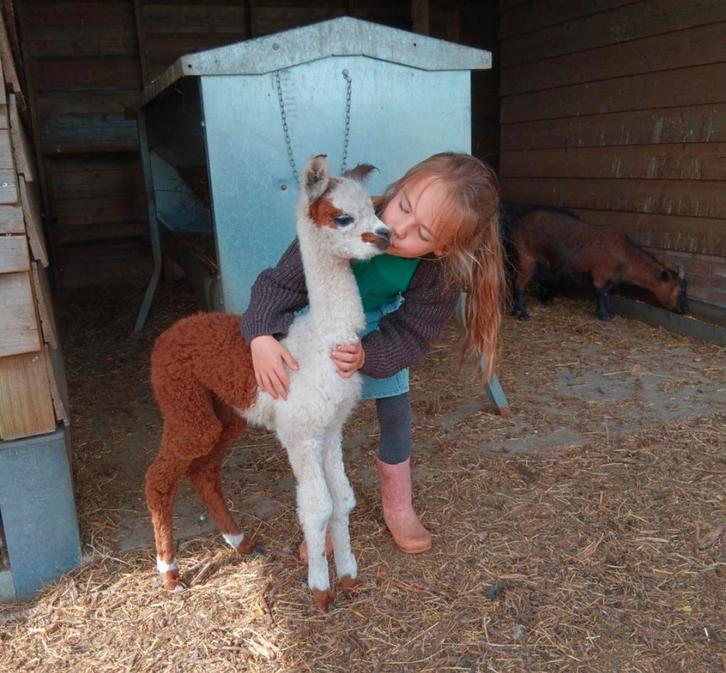 Bonte alpaca dekhengst, Animaux & Accessoires, Animaux Autre, Mâle, Mai