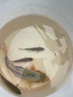 Jonge koi, Dieren en Toebehoren, Vissen | Vijvervissen