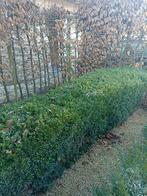 Buxus sempervirens, Tuin en Terras, Ophalen, Buxus