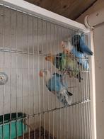 Ficherie's, Dieren en Toebehoren, Meerdere dieren, Dwergpapegaai of Agapornis, Geringd