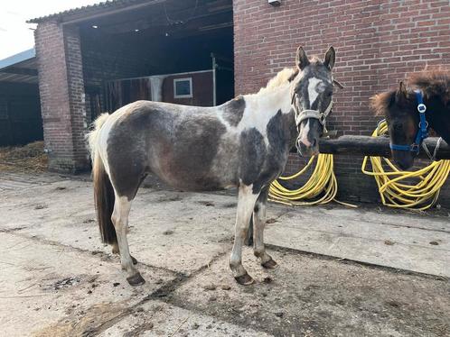 1.40 merrie braaf gereden 6 jaar, Dieren en Toebehoren, Paarden, Merrie