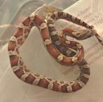 Jonge korenslangen, Animaux & Accessoires, Reptiles & Amphibiens, Serpent, Domestique, 0 à 2 ans