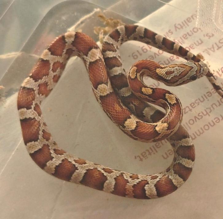 Jonge korenslangen, Animaux & Accessoires, Reptiles & Amphibiens, Serpent, 0 à 2 ans, Domestique