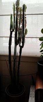 cactus, Huis en Inrichting, Ophalen, 100 tot 150 cm, Halfschaduw, Groene kamerplant