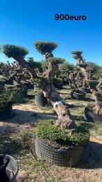 Olijfbomen olea europaea plato vanaf april in België!, Tuin en Terras, Planten | Bomen, Ophalen