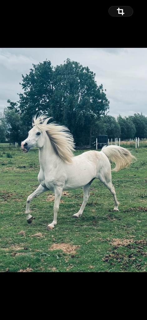 Paard te koop, Animaux & Accessoires, Chevaux, Jument, Débourré, Moins de 160 cm, 11 ans ou plus, Cheval de récréation, Avec pedigree