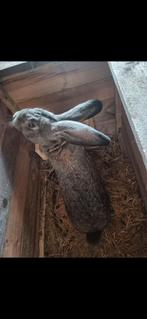 Rammelaar 6 maanden. 30 euro