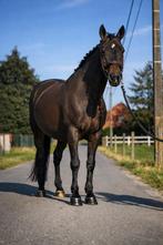 Betrouwbare E pony merrie, Dieren en Toebehoren, Paarden, Merrie, Minder dan 160 cm, Met stamboom, L