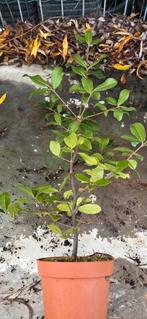 Japanse steeneik., Tuin en Terras, Ophalen