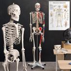 Skelet Anatomie model levensgroot met spier weergave poster, Diversen, Schoolbenodigdheden, Ophalen