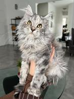 Maine Coon kittens, Dieren en Toebehoren, Katten en Kittens | Raskatten | Langhaar, Poes, Gechipt, 0 tot 2 jaar