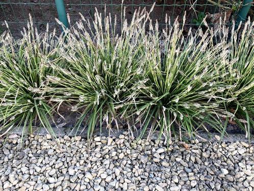 care morrowii/japanse zegge, Tuin en Terras, Planten | Tuinplanten, Vaste plant, Bodembedekkers, Halfschaduw, Zomer, Ophalen