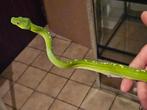 Morelia viridis aru male, Dieren en Toebehoren, Reptielen en Amfibieën