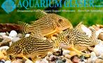 Corydoras Sterbai Rio Guapore F1, Poisson, Poisson d'eau douce, Banc de poissons