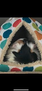 Cavias, Dieren en Toebehoren, Knaagdieren, Cavia, Vrouwelijk, Tam, September