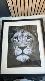 Leeuwen kader, Huis en Inrichting, Woonaccessoires | Lijsten, Ophalen, 50 tot 75 cm, Nieuw, 50 tot 75 cm