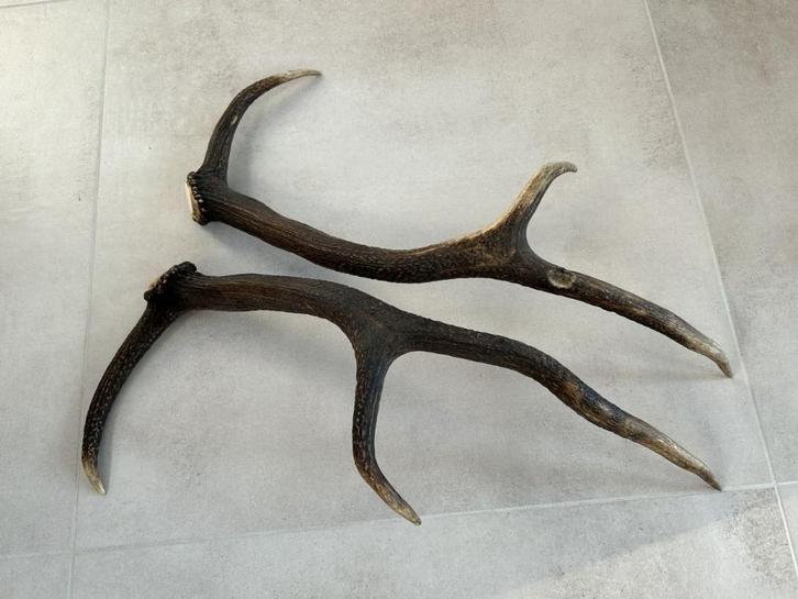 Decoratieve geweien, los koppel hert, edelhert, Verzamelen, Dierenverzamelingen, Gebruikt, Gewei of Kop, Hert, Ophalen of Verzenden