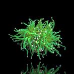 Euphyllia cotton candy, Dieren en Toebehoren, Vissen | Aquariumvissen, Overige typen, Zoutwatervis