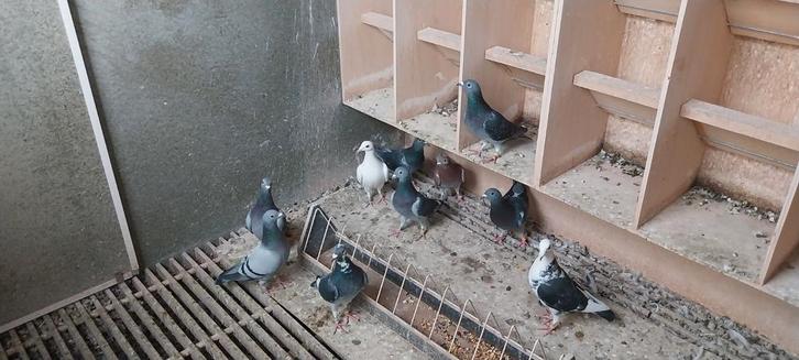 Jonge duivinnen zware fond(kweekklaar), Dieren en Toebehoren, Vogels | Duiven