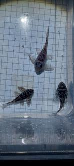L173b 3 stuks 7 8 en 8,5cm groot hypancistrus, Dieren en Toebehoren, Vissen | Aquariumvissen